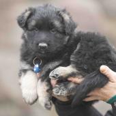 Mâle noir et argenté collier bleu