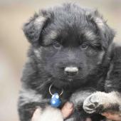Mâle noir et argenté collier bleu