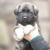 Mâle gris argenté charbonné collier vert