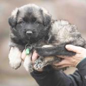 Mâle gris argenté charbonné collier vert