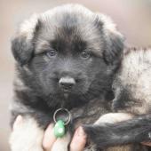 Mâle gris argenté charbonné collier vert