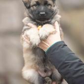 Mâle fauve charbonné collier orange 