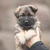 Mâle fauve charbonné collier orange 