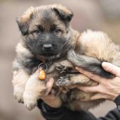 Mâle fauve charbonné collier orange 