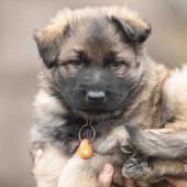 Mâle fauve charbonné collier orange 