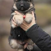 Femelle noire et feu collier rouge