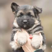 Femelle noire et feu collier rouge