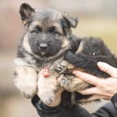 Femelle noire et feu collier rouge