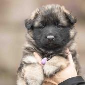 Femelle fauve charbonnée collier violet