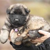Femelle fauve charbonnée collier violet