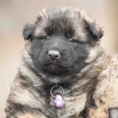 Femelle fauve charbonnée collier violet