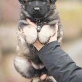 Femelle fauve charbonnée collier noir