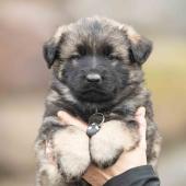 Femelle fauve charbonnée collier noir