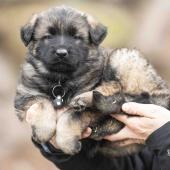 Femelle fauve charbonnée collier noir