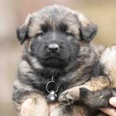 Femelle fauve charbonnée collier noir