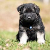 Mâle noir et argenté collier bleu 