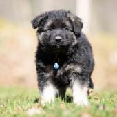 Mâle noir et argenté collier bleu 