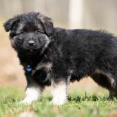 Mâle noir et argenté collier bleu 