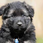 Mâle noir et argenté collier bleu 