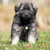 Mâle gris argenté charbonné collier vert