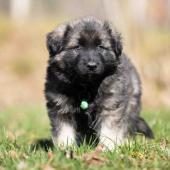 Mâle gris argenté charbonné collier vert