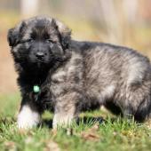 Mâle gris argenté charbonné collier vert