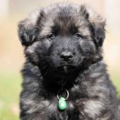 Mâle gris argenté charbonné collier vert