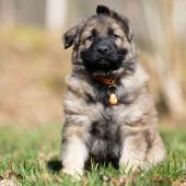 Mâle fauve charbonné collier orange 