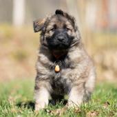 Mâle fauve charbonné collier orange 