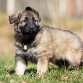 Mâle fauve charbonné collier orange 