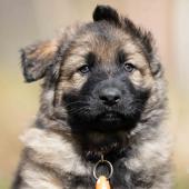 Mâle fauve charbonné collier orange 