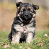 Femelle noire et feu collier rouge 