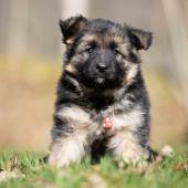 Femelle noire et feu collier rouge 