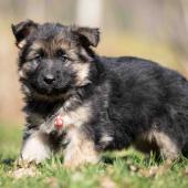 Femelle noire et feu collier rouge 