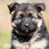 Femelle noire et feu collier rouge 