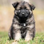 Femelle fauve charbonnée collier noir 