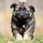 Femelle fauve charbonnée collier noir 