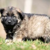 Femelle fauve charbonnée collier noir 