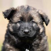 Femelle fauve charbonnée collier noir 