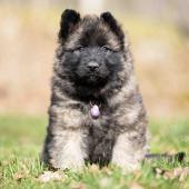Femelle fauve charbonnée collier violet