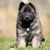 Femelle fauve charbonnée collier violet