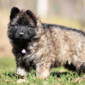 Femelle fauve charbonnée collier violet