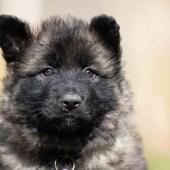 Femelle fauve charbonnée collier violet