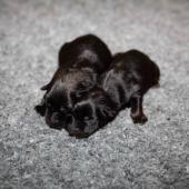 De gauche à droite : la femelle fauve charbonnée et la femelle noire et feu