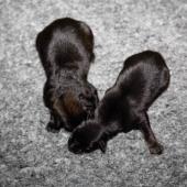 De gauche à droite : la femelle fauve charbonnée et la femelle noire et feu