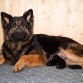 La portée avec maman