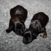 De gauche à droite : la femelle fauve charbonnée et la femelle noire et feu