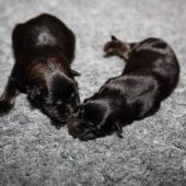 De gauche à droite : la femelle fauve charbonnée et la femelle noire et feu