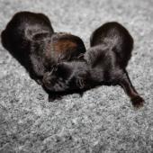 De gauche à droite : la femelle fauve charbonnée et la femelle noire et feu