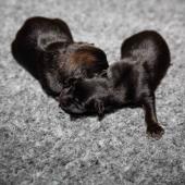 De gauche à droite : la femelle fauve charbonnée et la femelle noire et feu